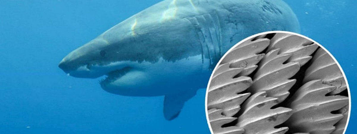 Mittweida University of Applied Sciences Sharkskin laser structuring