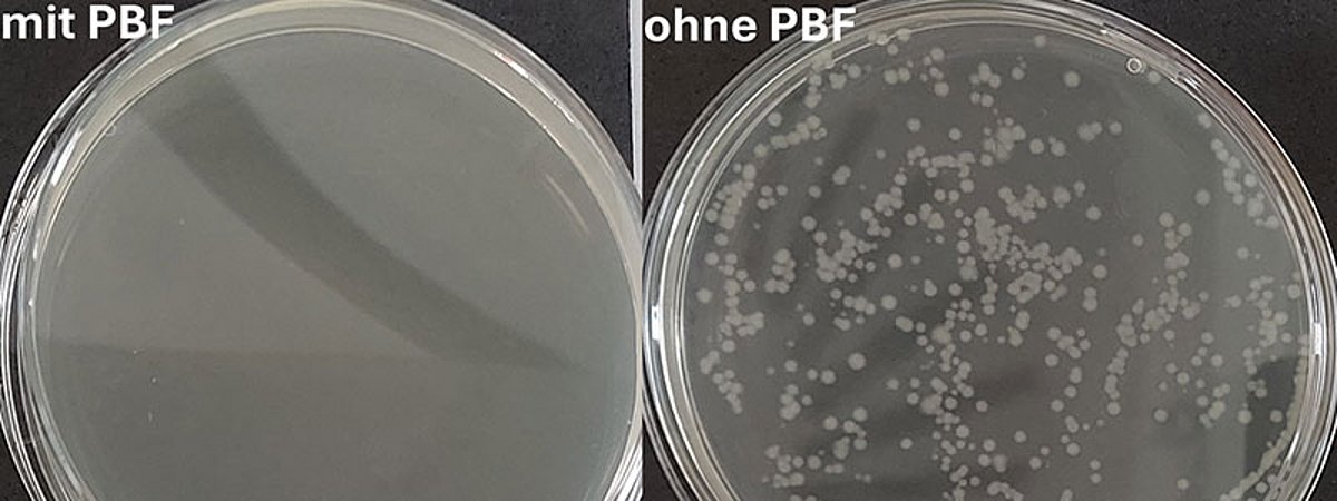 Surface disinfection plasma technology Fraunhofer FEP study