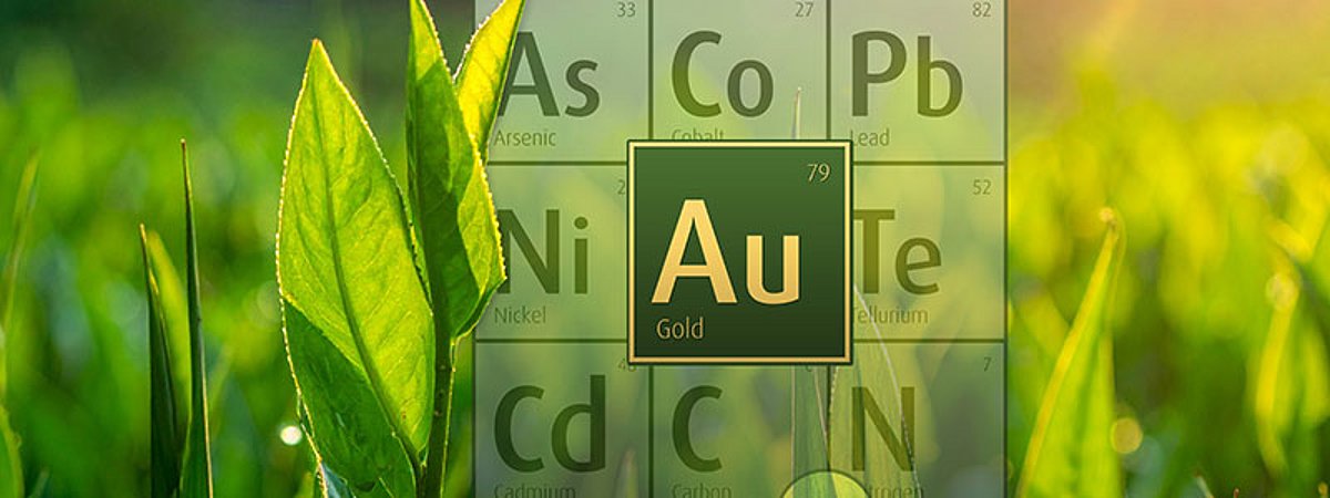 Hard gold plating without hazardous substances Auruna 3408 Umicore