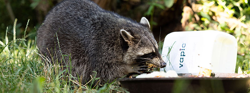 Vapic sponsorship Pforzheim Wildlife Park Raccoon